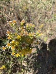 Solidago petiolaris