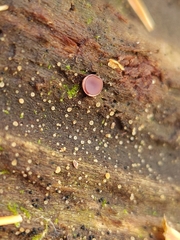 Ascocoryne sarcoides