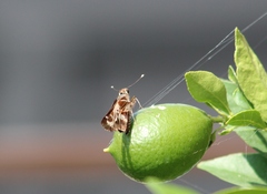 Thespieus macareus