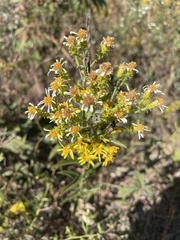 Solidago petiolaris