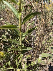 Solidago petiolaris