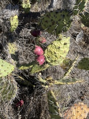 Opuntia littoralis