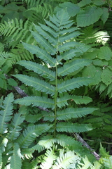 Dryopteris goldieana