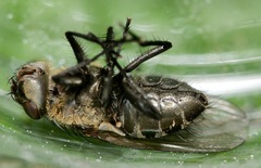 Pollenia rudis