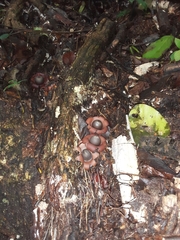 Geastrum