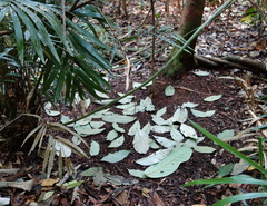 Scenopoeetes dentirostris