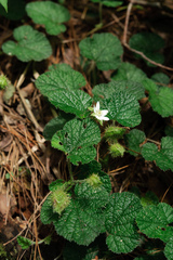 Rubus pectinellus
