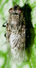 Pollenia rudis