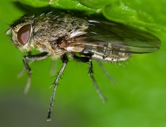 Pollenia rudis
