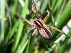 Rabidosa