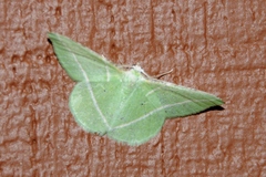 Dichorda illustraria