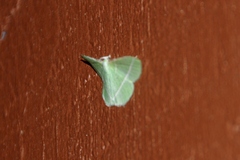 Dichorda illustraria