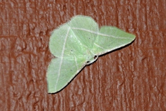 Dichorda illustraria