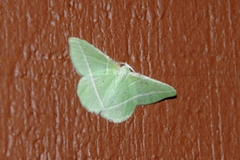 Dichorda illustraria