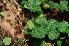 Rubus pectinellus