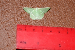 Dichorda illustraria