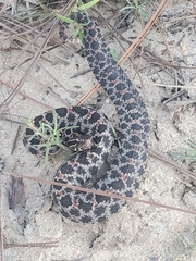 Sistrurus miliarius barbouri