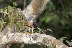 Harpagus bidentatus