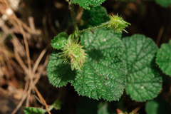 Rubus pectinellus
