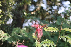 Calliandra houstoniana