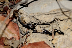 Uroctonus mordax
