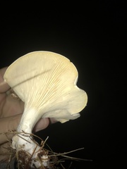 Lactifluus piperatus