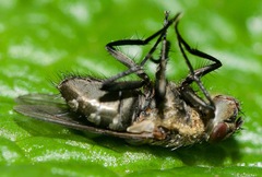 Pollenia rudis