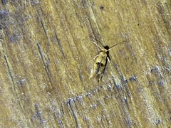 Bucculatrix coronatella