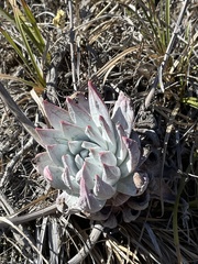 Dudleya greenei