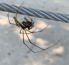 Tetragnatha laboriosa