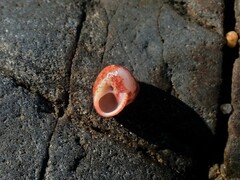 Cantharidella picturata