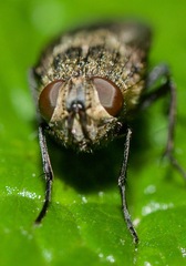 Pollenia rudis