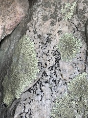 Sarcogyne similis