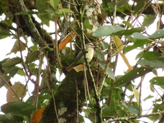 Myiodynastes luteiventris