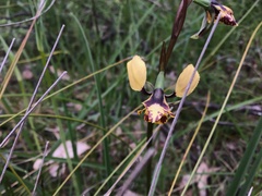 Diuris pardina