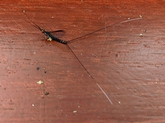 Leptophlebia
