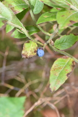 Vaccinium myrtilloides image