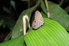 Amiga arnaca