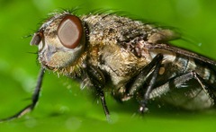 Pollenia rudis