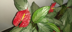 Aglaonema