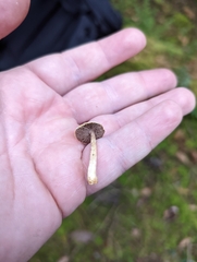 Agaricus diminutivus