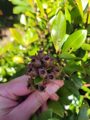 Metrosideros fulgens