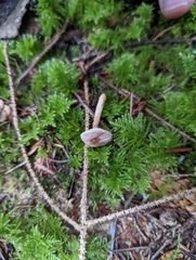 Agaricus diminutivus