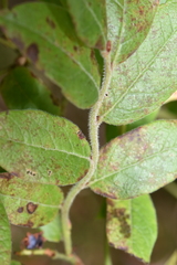 Vaccinium myrtilloides image