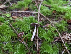 Agaricus diminutivus