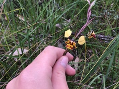 Diuris pardina
