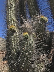 Trichocereus chiloensis