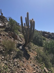 Trichocereus chiloensis