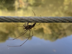 Tetragnatha laboriosa