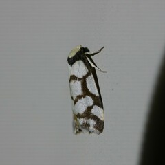 Scaptesyle dichotoma